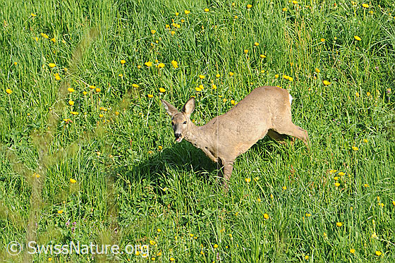 Foto: Reh (Capreolus capreolus) auf Wiese.
Lat.: Capreolus capreolus
Ordnung: Artiodactyla (Paarhufer)
Familie: Cervidae (Hirsche)
Unterfamilie: Capreolinae (Trughirsche)
Gattung: Capreolus (Rehe)