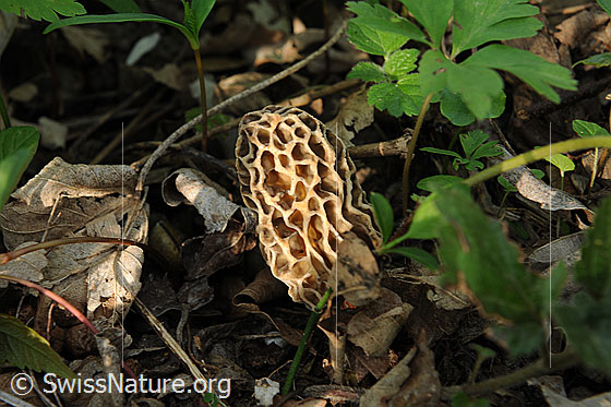 Foto: Morchel
Speisemorchel 
Lat.: Morchella esculenta
Familie: Morchellaceae