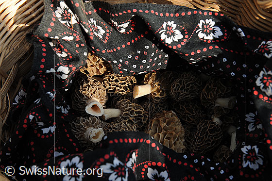 Foto: Morcheln in einem Korb.
Speisemorchel 
Lat.: Morchella esculenta
Familie: Morchellaceae
