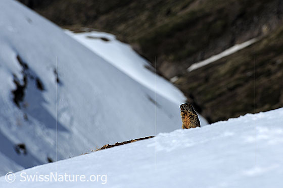 Foto: Murmeltier im Schnee. 
Ordnung: Rodentia (Nagetiere)
Familie: Sciuridae (Hörnchen)
Unterfamilie: Xerinae (Erdhörnchen)
Gattung: Marmota