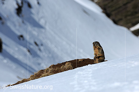 Foto: Murmeltier auf den Hinterbeinen stehend. Das Alpentier beobachtet die winterliche Umgebung.
Ordnung: Rodentia (Nagetiere)
Familie: Sciuridae (Hörnchen)
Unterfamilie: Xerinae (Erdhörnchen)
Gattung: Marmota