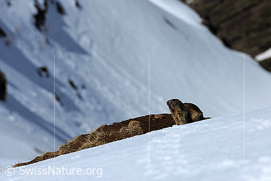 Foto: Murmeltier (Marmota marmota) am Rand eines Schneefelds.
Ordnung: Rodentia (Nagetiere)
Familie: Sciuridae (Hörnchen)
Unterfamilie: Xerinae (Erdhörnchen)
Gattung: Marmota