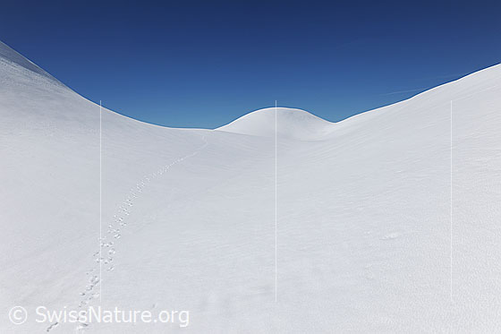 Foto: Liebliche Schneelandschaft. Schneebedecktes kleines Hochtal und gerundete Formen in der Winterlandschaft. Der Himmel ist blau und die Schneefläche bis auf eine Wildspur unberührt.