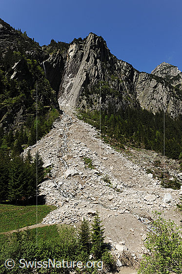 Foto: Bergsturz Schwarzbrunnenfluh. Die Abbruchstelle ist am hellen Fels in der Felswand gut erkennbar. Die Geröllmassen wälzten sich durch einen jungen Bergwald und bilden nun einen Geröllkegel. Eine Strasse wurde durch den Felssturz verschüttet.