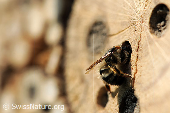 Foto: Wildbiene an Bienenhotel.
