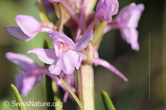 Foto: Blüte Langspornige Handwurz
Lat.: Gymnadenia conopsea
Familie: Orchidaceae