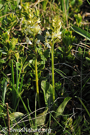 Photo: Platanthera bifolia. Whole plants (habiti).
