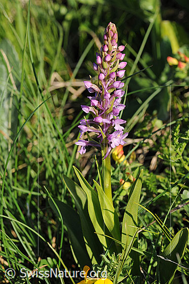 Foto: Langspornige Handwurz
Lat.: Gymnadenia conopsea
Familie: Orchidaceae