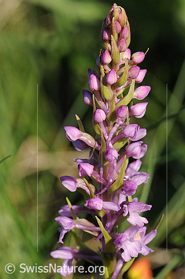 Foto: Langspornige Handwurz, Blütenstand
Lat.: Gymnadenia conopsea
Familie: Orchidaceae