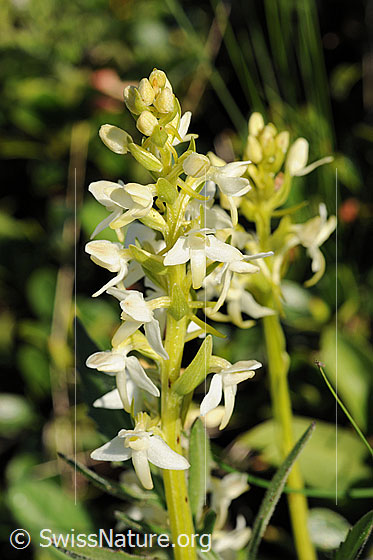 Photo: Platanthera bifolia. Inflorescence.
Lat.: Platanthera bifolia
Family: Orchidaceae
Subfamily: Orchidoideae
Genus: Platanthera