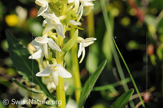 Photo: Platanthera bifolia. Blossoms.
Lat.: Platanthera bifolia
Family: Orchidaceae
Subfamily: Orchidoideae
Genus: Platanthera