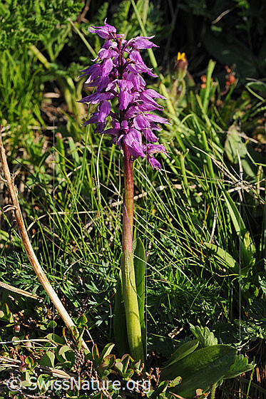 Foto: Knabenkraut
Männliches Knabenkraut
Lat.: Orchis mascula
Familie: Orchidaceae