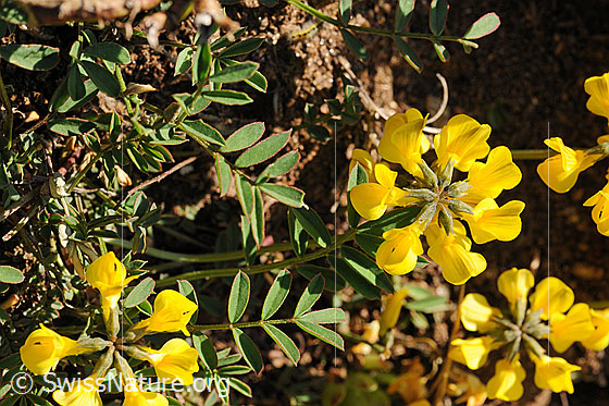 Foto: Hufeisenklee
Schopfiger Hufeisenklee
Lat.: Hippocrepis comosa
Familie: Fabaceae
