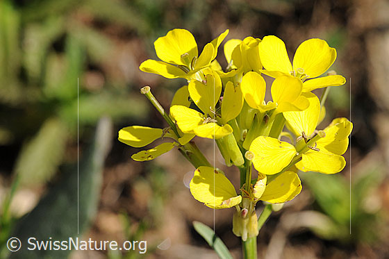 Foto: Schweizer Schöterich, Blüten
Lat.: Erysimum rhaeticum
Familie: Brassicaceae
