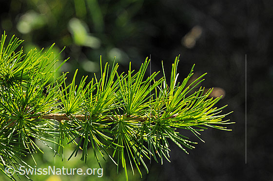 Foto: Ast einer Lärche mit Nadeln in frischem Grün.
Lat.: Larix decidua
Familie: Pinaceae