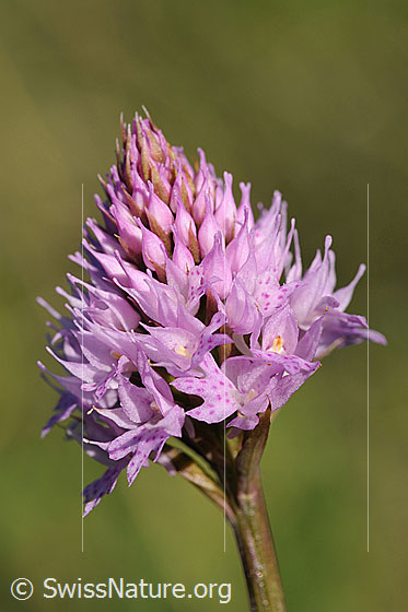 Foto: Kugelorchis (Traunsteinera globosa). Blüte.
Lat.: Traunsteinera globosa 
Familie: Orchidaceae (Orchideen)