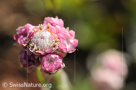 Blüte des Katzenpfötchen