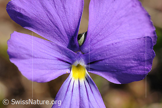 Foto: Blüte des Stiefmütterchen.
Langspornige Stiefmütterchen 
Lat.: Viola calcarate 
Familie: Violacea