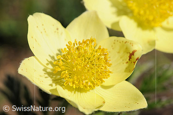 Foto: Schwefelanemone, Blüte
Lat.: Pulsattilla alpina ssp. sulphurea 
Familie: Ranunculaceae