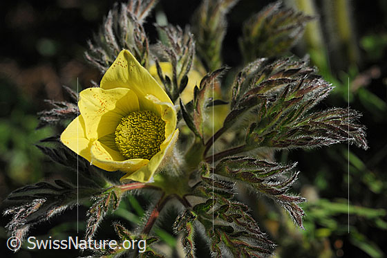 Foto: Aufblühende Schwefelanemone. Halb geöffnete Blüte und Blätter.
Lat.: Pulsattilla alpina ssp. sulphurea 
Familie: Ranunculaceae