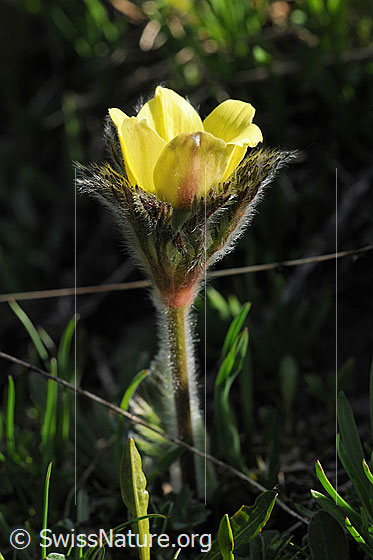 Foto: Aufblühende Schwefelanemone. Seitenansicht mit halb geöffneter Blüte, Stengel und Blätter.
Lat.: Pulsattilla alpina ssp. sulphurea 
Familie: Ranunculaceae