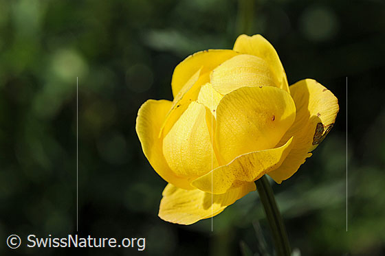 Blüte der Europäischen Trollblume (Trollius europaeus)