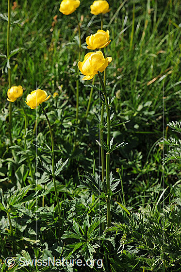 Foto: Ankebälli, Ansicht ganze Pflanzen
Europäische Trollblume
Lat.: Trollius europaeus
Familie: Ranunculaceae