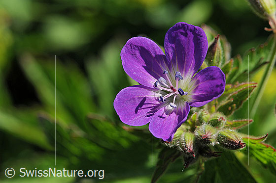 Foto: Blüte des Storchschnabel
Wald-Storchschnabel
Lat.: Geranium sylvaticum 
Familie: Geraniaceae