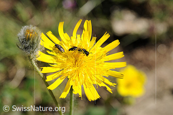 Foto: Stumpfzähnige Zottelbiene (Panurgus calcaratus) auf Grauzottigem Habichtskraut (Hieracium piliferum). Länge 7 - 9mm. Wird auch kleine Zottelbiene genannt.