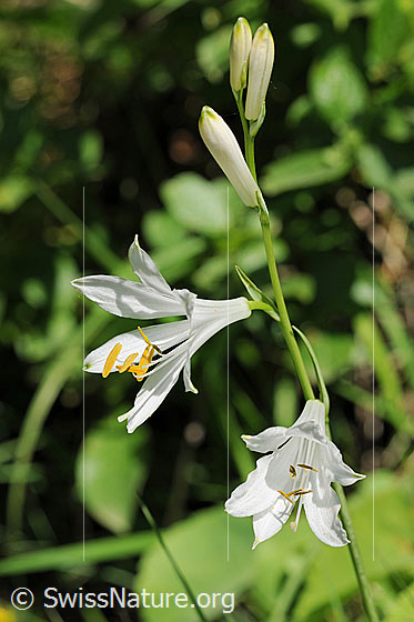 Foto: Weisse Lilie mit geöffneten Blüten und Blütenknospen an dünnem Stengel.
Weisse Trichterlilie, Paradieslilie
Lat.: Paradisea liliastrum
Familie: Asparagaceae (Spargelgewächse)