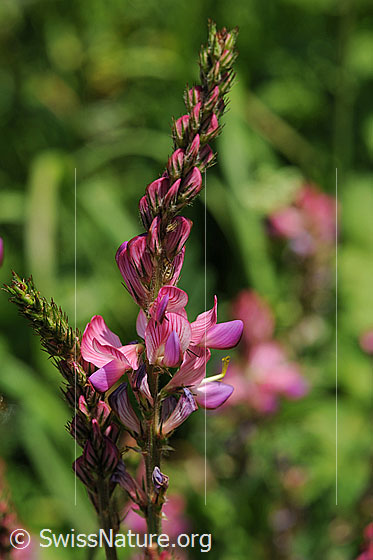 Foto: Esparsette, Blütenstand
Saat-Esparsette
Lat.: Onobrychis viciifolia
Familie: Fabaceae