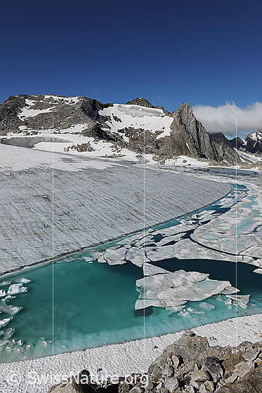 Foto: Gletschersee in der Farbe türkis. Der See ist teilweise mit Eis bedeckt. Von der Eisdecke haben sich Schollen in den unterschiedlichsten Formen gelöst. Der Chüebodengletscher ist an seinem Rand stark abgeflacht und weist am Seeufer eine scharfe Kante auf. Hintergrund: Gletscherrest am Poncione di Manio.
