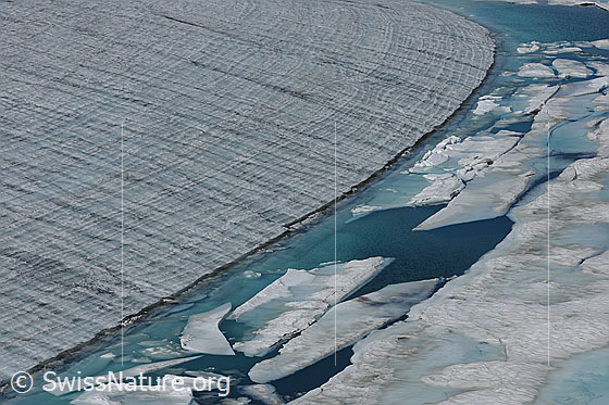 Foto: Gletschersee. Aufgebrochene Eisdecke am Gletscherrand. Eisschollen schwimmen im hellblauen Wasser. Die Eisoberfläche des ausgeaperten Chüebodengletschers weist durch die Jahrringe ein regelmässiges Muster auf. Eine Kante aus Gletschereis formt das Ufer des Bergsees.