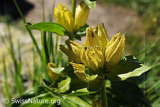 Photo: Gentiana punctata. Blossoms.