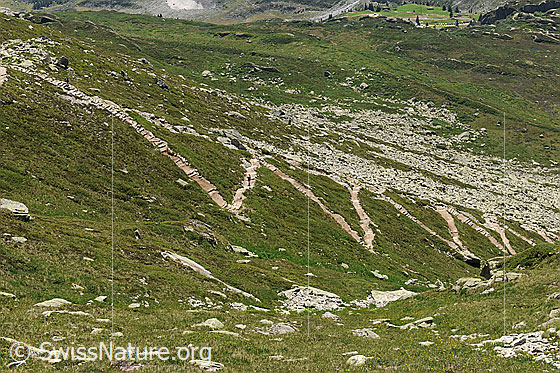 Foto: Hüttenweg Bergseehütte. Der Bergweg ist im zickzack im grünen Berghang angelegt.