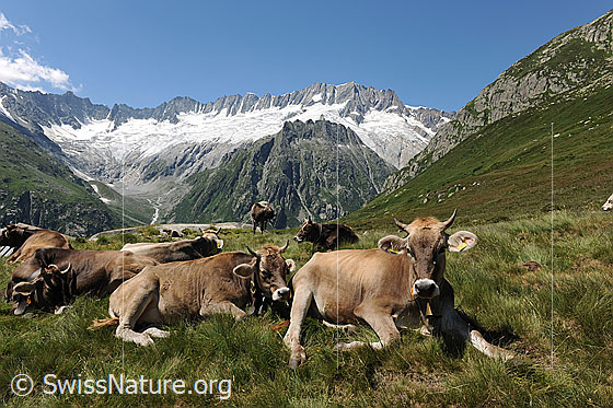 Foto: Alpsommer auf der Göscheneralp, Innerschweiz. Die Kühe ruhen auf der Weide vor der Bergkulisse mit Dammastock und Dammagletscher.