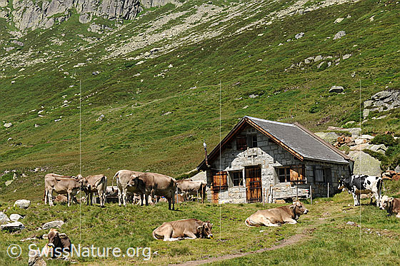 Foto: Alpsömmerung auf der Göscheneralp. Die Kühe lagern und weiden bei einer Alphütte.