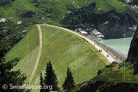 Foto: Damm Göscheneralpsee. Der Staudamm ist mit Gras bewachsen. Eine Strasse quert die steile Böschung und führt über die Krone des Damms.