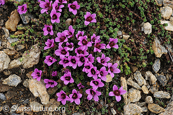Foto: Gegenblättriger Steinbrech umgeben von kleinen Steinen.
Lat.: Saxifraga oppositifolia 
Familie: Saxifragaceae (Steinbrechgewächse)