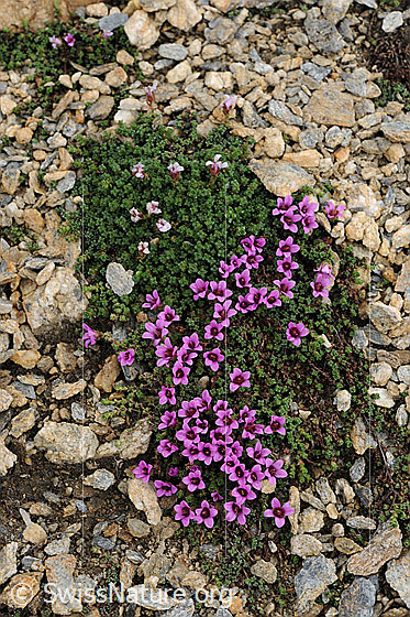 Foto: Gegenblättriger Steinbrech umgeben von kleinen Steinen.
Lat.: Saxifraga oppositifolia 
Familie: Saxifragaceae (Steinbrechgewächse)