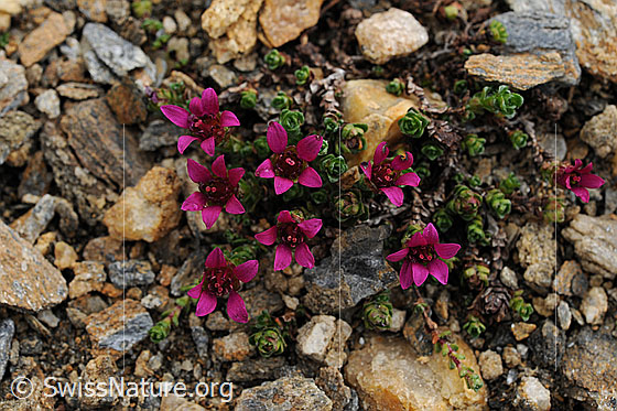 Foto: Steinbrech
Gegenblättriger Steinbrech
Lat.: Saxifraga oppositifolia 
Familie: Saxifragaceae (Steinbrechgewächse)