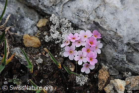 Foto: Alpen-Mannsschild
Lat.: Androsace alpina
Familie: Primulaceae (Schlüsselblumengewächse)
Gattung: Androsace (Mannsschild)