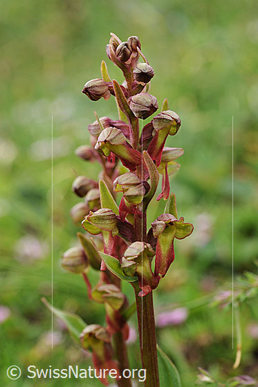 Grüne Hohlzunge (Coeloglossum viride) Blütenstand