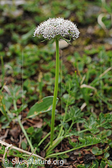 Zwerg-Mutterwurz (Ligusticum mutellinoides)