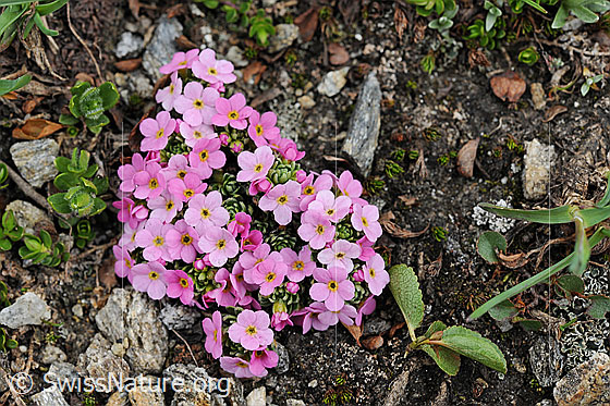Foto: Alpen-Mannsschild
Lat.: Androsace alpina
Familie: Primulaceae (Schlüsselblumengewächse)
Gattung: Androsace (Mannsschild)