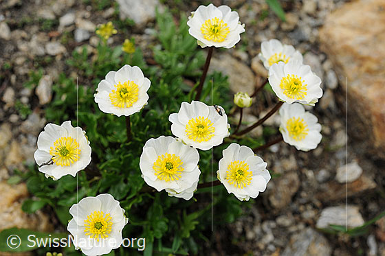 Foto: Alpen-Hahnenfuss, Blüten
Lat.: Ranunculus alpestris 
Familie: Ranunculaceae (Hahnenfussgewächse)
