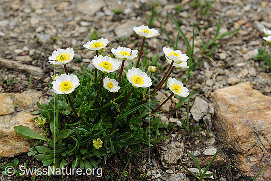 Foto: Alpen-Hahnenfuss zwischen Steinen
Lat.: Ranunculus alpestris 
Familie: Ranunculaceae (Hahnenfussgewächse)
Unterfamilie: Ranunculoideae  
Gattung: Ranunculus (Hahnenfuss)