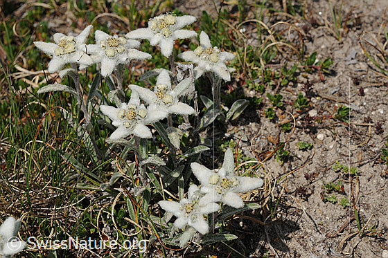 Foto: Gruppe Edelweiss 
Lat.: Leontopodium alpinum
Familie: Asteraceae (Korbblütler)