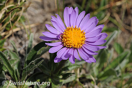 Foto: Aster, Blüte und Blätter
Alpen-Aster 
Lat.: Aster alpinus 
Familie: Asteraceae