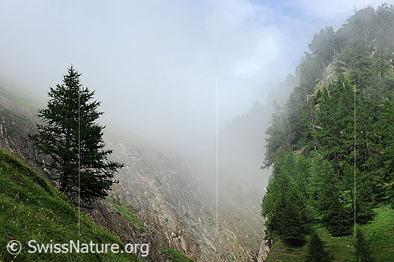 Foto: Mystische Landschaft.
Geheimnisvolle Nebelstimmung über einem grünen Bergwald am Rande einer Schlucht.